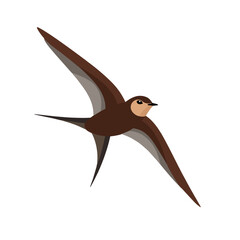 Flat vector illustration of a stylized common swift with brown body, sleek wings, and minimalistic design, plain white background