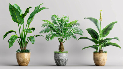 Obraz premium Areca Palm, Echinodorus Grisebachii, Alocasia Odora, and Strelitzia Nicolai: Collection of plants on isolated transparent backgrounds.