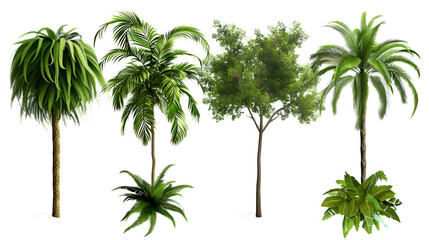 Obraz premium Areca Palm, Weeping Fig, Song of India, Ti, and Fern: Collection on an isolated transparent background.
