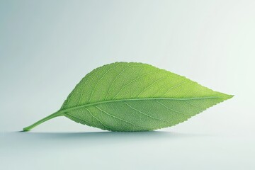 Obraz premium Single Green Leaf on Light Background - Stock Photo - Nature, growth, purity, freshness, spring. A vibrant single leaf symbolizes new beginnings.