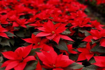 Poinsettia plants for the Christmas season