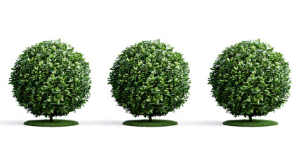 Boxwood Plants: A collection of beautiful plants isolated on a transparent background, with realistic 3D renderings.