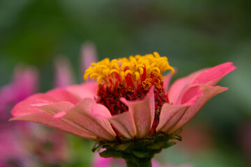 Pink Zinnia closeup in the summer at the botanical garden

