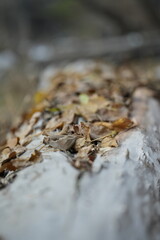 Autumn gorgeous weather the leaves are just golden in color