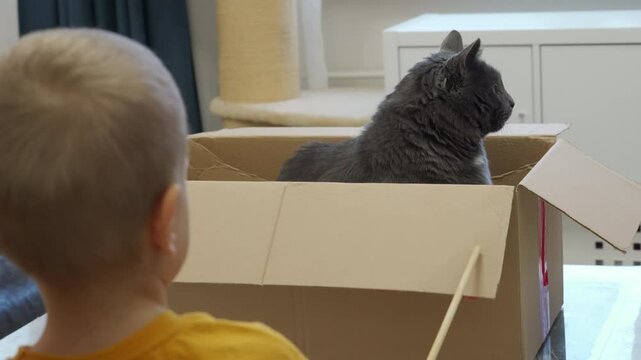 Child playing with domestic cat. Adult gray cat sitting in cardboard box and playing with little boy.