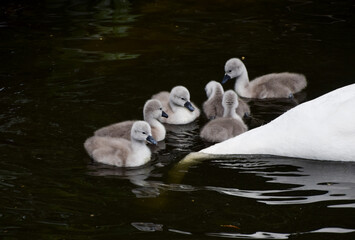 Newborn mute swan cygnets swim in a park lake