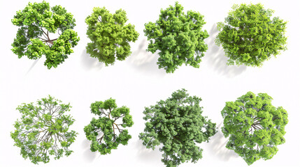 Obraz premium Collection of Caragana arborescens and Liriodendron tulipifera trees, isolated for design, top view.