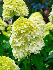 blooming green hydrangea on a bush in a city park close-up