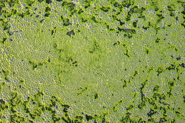 Bubbles on rotten water surface. methane, bubbles, carbon dioxide which is caused by sewage....