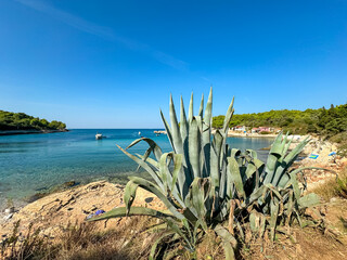 Selective focus of agave cactus with panoramic view of boats floating in idyllic bay Uvala Polje in Cape Kamenjak National Park near Premantura, Istria, Croatia. Tropical vacation atmosphere in summer