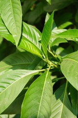 Closeup shot of green malabar nut leaves, Vasak also known as Malabar nut medicinal leaf, Green malabar nut medicinal leaves aka Basak