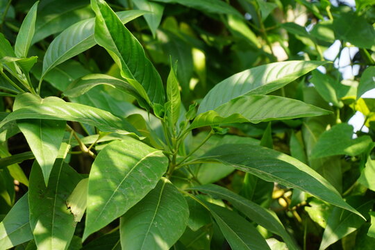 Closeup shot of green malabar nut leaves, Vasak also known as Malabar nut medicinal leaf, Green malabar nut medicinal leaves aka Basak