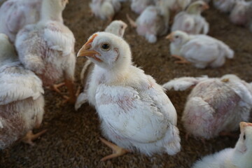 White poultry chicken in chicken farming business, Broiler chicken in a poultry farm, Closeup shot of little chickens in a broiler farm
