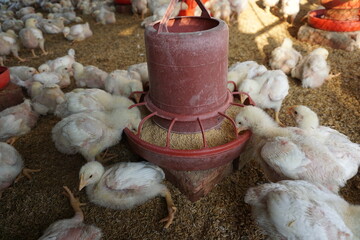 A group of tiny chickens is eating from the feeder in a farm, A flock of chickens is being fed on a chicken farm, Small chicks are eating on the farm
