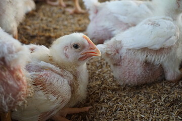 White poultry chicken in chicken farming business, Broiler chicken in a poultry farm, Closeup shot of little chickens in a broiler farm