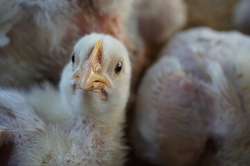 White poultry chicken in chicken farming business, Broiler chicken in a poultry farm, Closeup shot of little chickens in a broiler farm