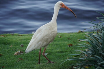 White Ibis