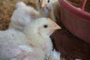 Closeup shot of little chickens in a broiler farm, Broiler chicken in a poultry farm, White poultry chicken in chicken farming business