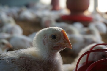 Closeup shot of little chickens in a broiler farm, Broiler chicken in a poultry farm, White poultry chicken in chicken farming business
