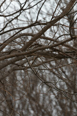 Fototapeta premium Autumn Concept, Leafless tree