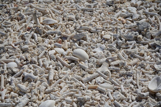 Sea Shells