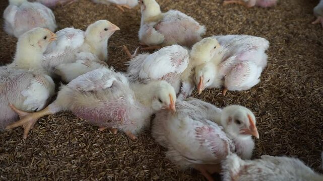Broiler chicks on a small poultry farm, Group of small broiler chickens on a poultry farm, White small broiler chickens are being raised on a farm