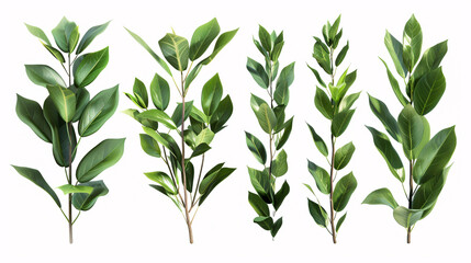 Fototapeta premium Collection of Laurus Nobilis (Bay Laurel): Isolated on a transparent background.