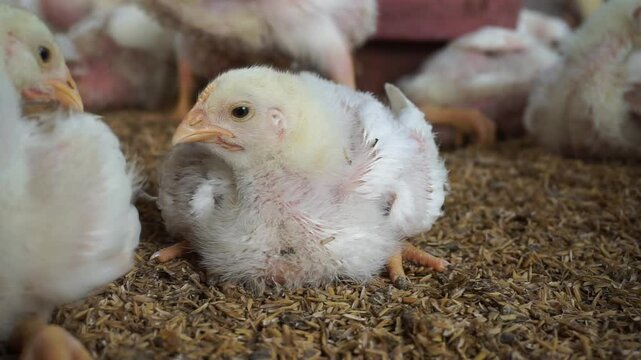 Broiler chicks on a small poultry farm, Closeup shot of a small broiler chicken on a poultry farm, White small broiler chickens are being raised on a farm