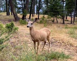 Deer in the woods