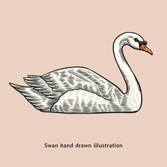 Swan illustration. Swan hand drawn illustration in vintage style. Geese illustration