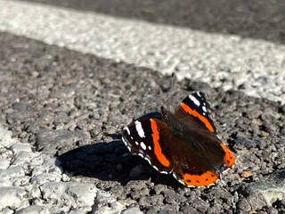 Close-up of a butterfly with black wings featuring fiery orange and white spots, sitting on grey asphalt, with white stripes on its long, straight antennae