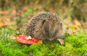 Hedgehog, Scientific name: Erinaceus Europaeus.  Wild, native, European hedgehog in Autumn, foraging on green moss with red Fly Agaric mushroom.  Facing front.  Horizontal.  Space for copy. © Moorland Roamer