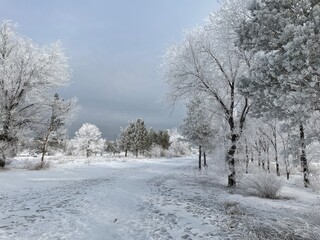 Winter landscape with frost-covered trees, slightly overcast sky, and partially melting snow creating a serene seasonal atmosphere