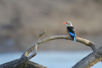 kingfisher on a branch