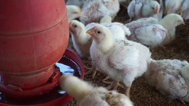 Chickens drinking water from a water pot on a poultry farm, A group of broiler chickens drinking water, A flock of yellow chicks drinking water from a drinker on a farm
