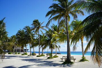 palm tree on the beach