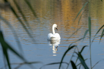Elegance bird of white swan floating on river in wildlife. Mute swan swimming on lake in habitat. Freshwater bird in natural environment. Animal behavior in the wild. Lovely neck and grace wings.