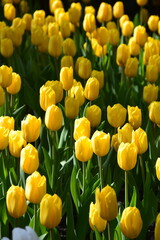 The sun light hit parts of yellow tulips field . blooming with yellow tulips , green peduncle and leaves  in temperature control dome at Thailand,beautiful tulips background