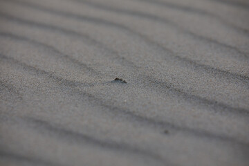 sand