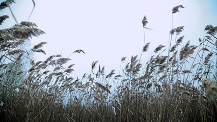 A Calm and Picturesque Landscape with Tall, Lush Grasses Gently Swaying Under a Serene Sky. Stock Clip
