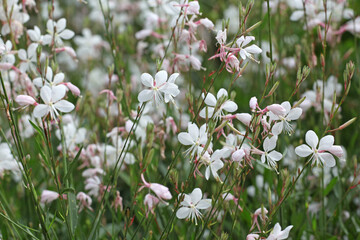 White Oenothera lindheimeri, or gaura beeblossom ‘Whirling Butterflies’ in flower.