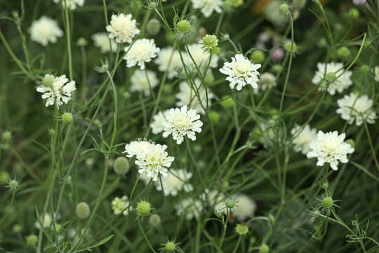 Cream scabious pincushion, Scabiosa ochroleuca, in flower.