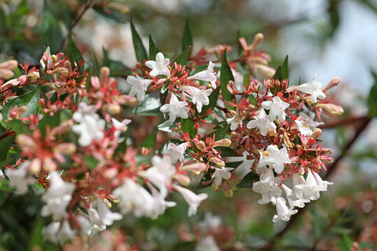 White Abelia grandiflora, or glossy abelian, in flower. ..