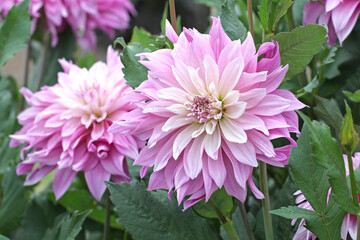 Lilac purple and cream dinnerplate decorative dahlia ‘Labyrinth Two Tone’ in flower.