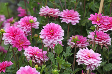 Pink decorative Dahlia ‘Onesta’ in flower.