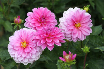 Pink decorative Dahlia ‘Onesta’ in flower.
