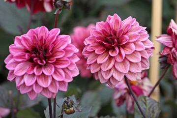 Dusky pink and maroon red decorative dahlia ‘Night Silence’ in flower. © Alexandra