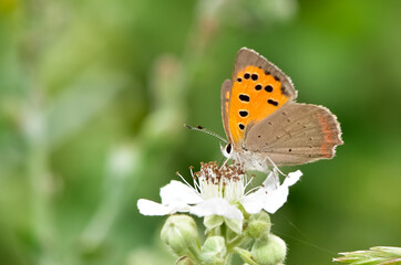 wildlife photos. photos of butterflies in natural areas.