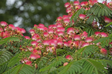 Obraz premium Pink and white bottlebrush Albizia julibrissin, the Persian silk tree, pink silk tree, or mimosa tree in flower.