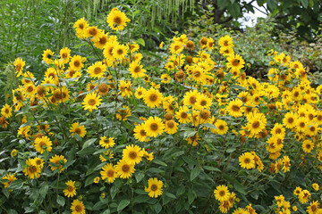 Helianthus, common sunflower, ‘Suncatcher Pure Gold’ in flower.